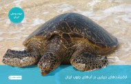 لاک پشت های دریایی در آب‌های جنوب ایران