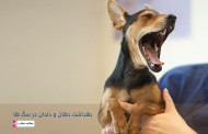 بهداشت دهان و دندان در سگ ها
