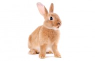 اطلاعات جامع علمی درباره خرگوش