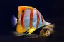 لیست زیباترین ماهی های آکواریومی صخره‌ای + تصاویر