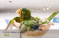آیا پرنده من می‌تواند حمام کند؟