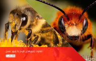 تفاوت زنبور قرمز با زنبور عسل