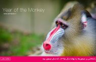 شناختی بر میمون‌ها به بهانه سال 1395، که سال میمون بود