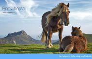 معرفی اسب پونی، یک نژاد بسیار زیبا
