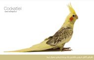 معرفی کامل عروس هلندی یک پرنده زینتی بسیار زیبا
