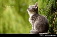 ویروس لوسمی گربه‌ها یا FELV