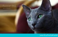معرفی کامل گربه آبی رنگ روسی
