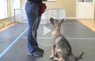 ویدئو آموزشی دستور نشستن سگ