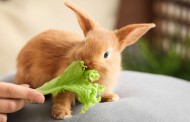 راهنمای غذای انواع خرگوش (لوپ، حامله، نوزاد و...) + برنامه تغذیه