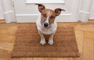 روش‌های طلایی تشخیص ترس در سگ‌ها