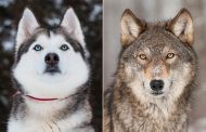 تفاوت‌های شگفت‌انگیز گرگ و سگ