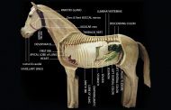 ساخت مجسمه‌های آموزش آناتومی حیوانات
