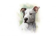 آموزش نقاشی از سگ و فوت و فن‌های کلیدی آن