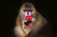میمون مندریل - آشنایی با شگفت‌انگیزترین میمون زمین