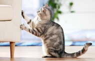 علل چنگ زدن و ناخن کشیدن گربه + پیشگیری و درمان