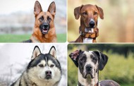راهنمای کامل انواع نژادهای سگ + تشخیص تصویری