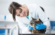آموزش عملی و گام به گام مراجعه گربه به دامپزشک