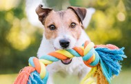 راهنمای کامل خرید اسباب بازی برای سگ