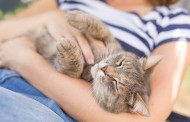 ۱۰ نکته بسیار مهم در مراقبت از پنجه های گربه