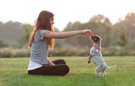 ۵ فرمان آموزشی بسیار کاربردی در تربیت سگ