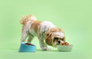 آیا غذای خام برای سگ و گربه ضرر دارد؟
