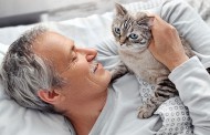 علائم پیری گربه چیست + روش های تاخیری