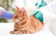 علائم و تشخیص دیابت در گربه ها + پیشگیری و درمان