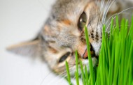 دلیل علف خوردن گربه ها چیست؟ + خطرات