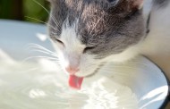 بایدها و نبایدهای آب خوردن گربه