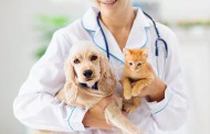 نکات مهم و حیاتی در حفظ سلامت سگ ها و گربه ها