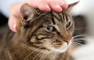 آشنایی کامل با گربه های DSH (گربه های موکوتاه خیابانی) + رازهای مراقبت از آنها