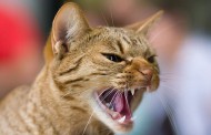 کنترل پرخاشگری و خشونت گربه به دلیل ترس