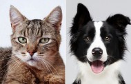 تفاوت های افراد گربه دوست و سگ دوست + آمارهای جالب