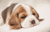 علائم افسردگی در سگ ها + راه درمان