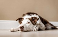 پیشگیری از استرس و اضطراب تنهایی سگ + درمان