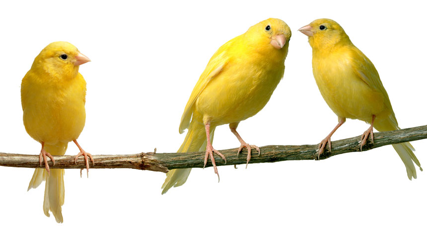 canary-lancashire