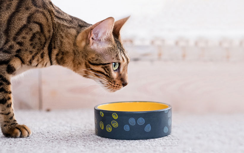 ۵ بیماری مهم گوارشی در گربه‌ها + درمان