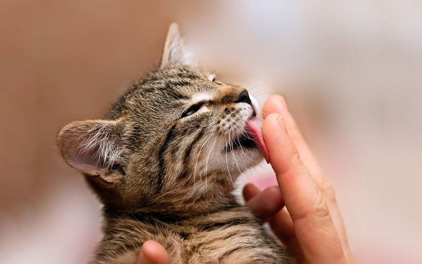 معنی لیس زدن دست توسط گربه