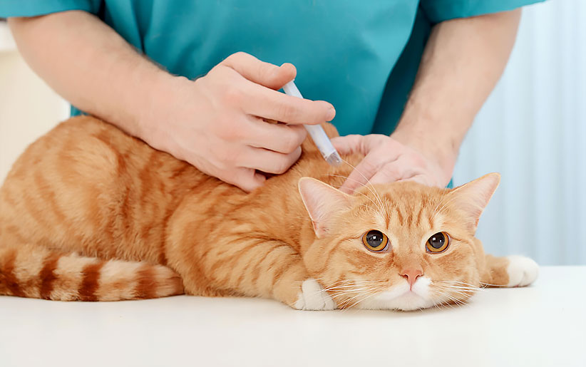 cat vaccination
