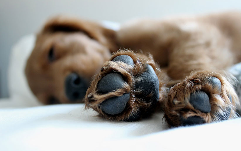 درمان لیسیدن زیاد پنجه‌ها در سگ (نورودرماتیت)