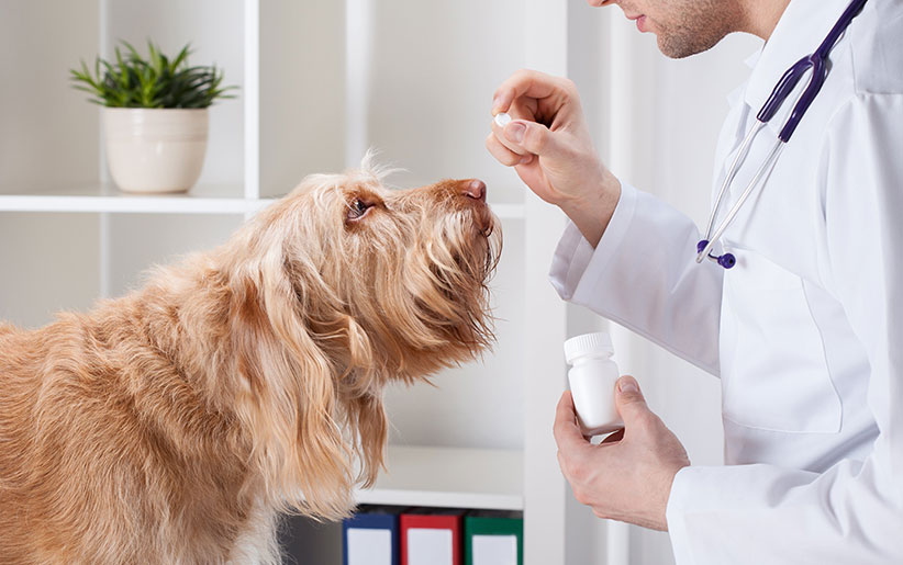نکات بسیار مهم آنتی بیوتیک حیوانات خانگی