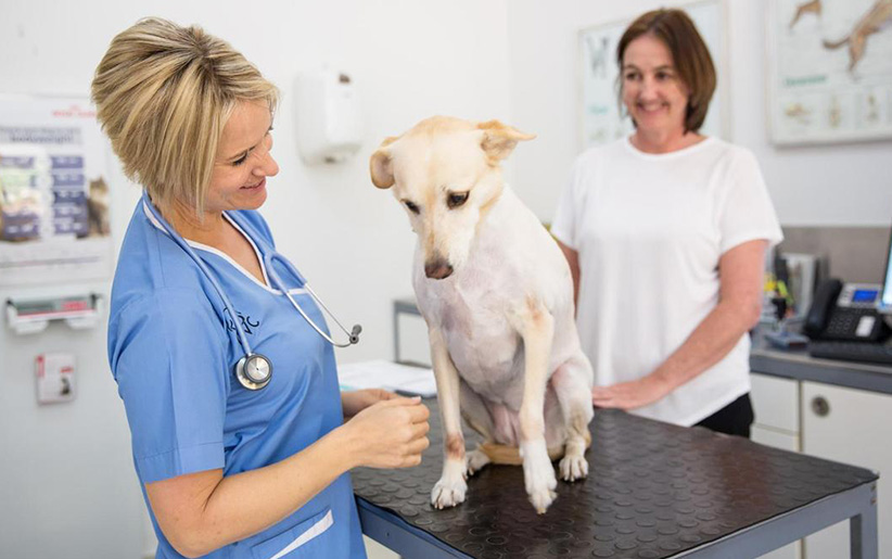 دامپزشک در حال معاینه سگ دچار دیسپلازی هیپ