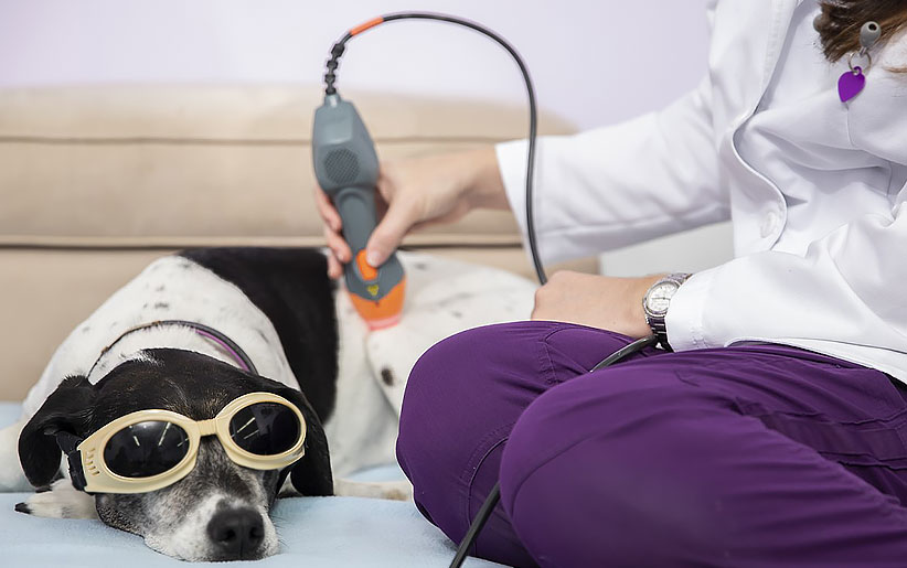 کاربرد شگفت انگیز لیزر در دامپزشکی و درمان حیوانات خانگی