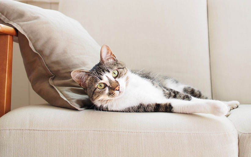 راهکارهای شگفت‌انگیز برای جلوگیری از ادرار گربه روی وسایل خانه