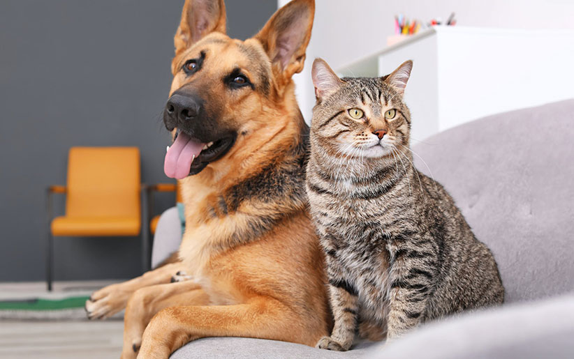 بیماری التهابی روده در سگ و گربه + درمان