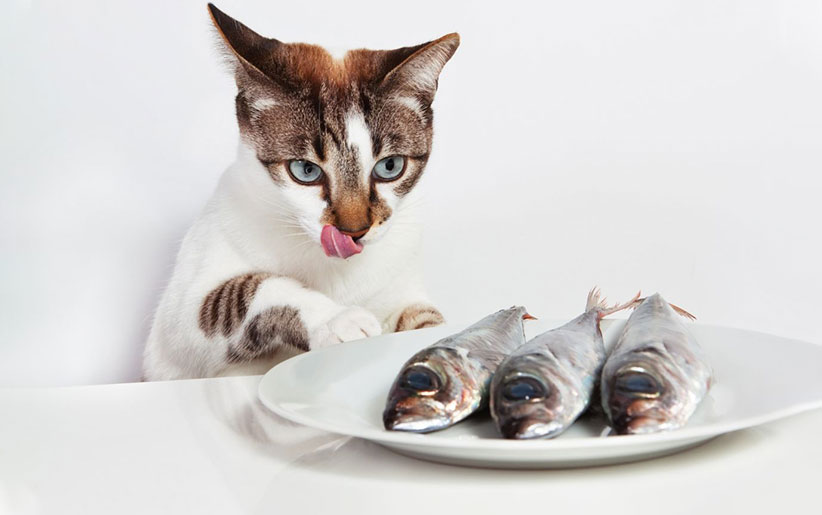 خطرات مرگبار ماهی در غذای سگ و گربه