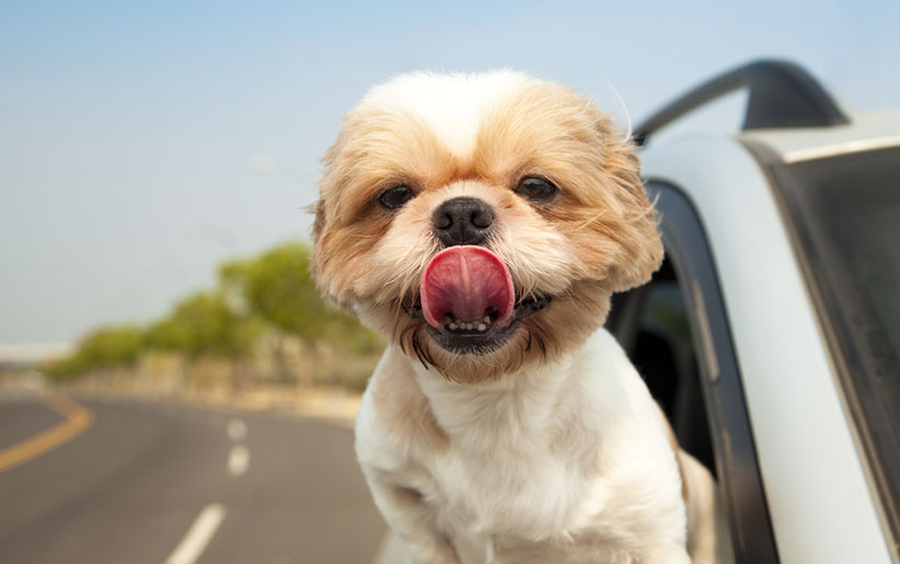 راهنمای بردن سگ یا گربه به مسافرت با ماشین