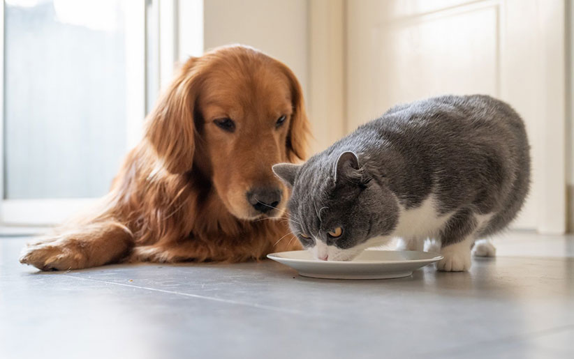 عوامل مسموم کننده سگ و گربه + پیشگیری و درمان