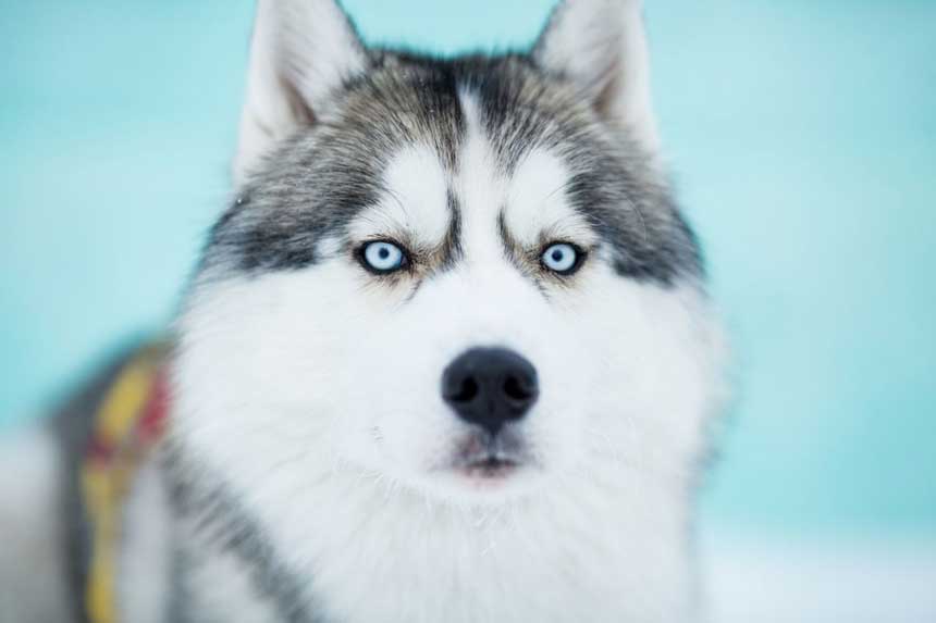 سگ هاسکی چشم آبی