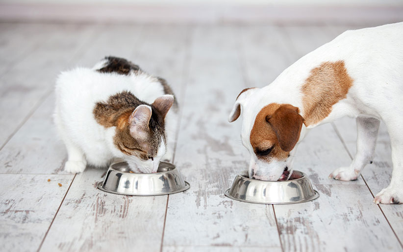 مسمومیت سگ و گربه با گیاهان + درمان
